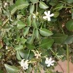 Jasminum fluminense Blad