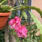 Epiphyllum phyllanthus Flower