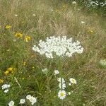 Daucus carotaFlower