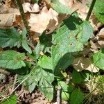 Prunella hastifolia Likasa