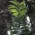 Araucaria hunsteinii Φύλλο