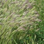 Bromus rubens برگ