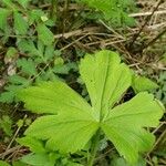 Ranunculus recurvatus Leaf