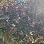 Vitex trifolia List