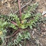 Balsamorhiza hookeriLeaf