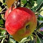 Malus domestica ᱡᱚ