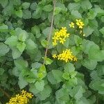 Senecio angulatus Квітка