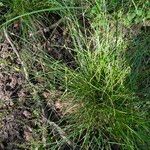 Carex remota 整株植物