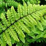 Dryopteris cristata पत्ता