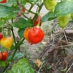 Capsicum chinense Fruit