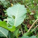 Mitragyna stipulosa Blatt