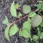 Corchorus aestuans Leaf