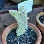 Opuntia triacanthos چھال