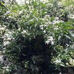 Jasminum azoricum Blodyn