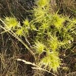 Cirsium feroxLeaf