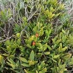 Osyris lanceolata Leaf