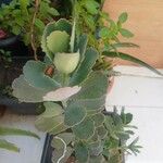 Kalanchoe fedtschenkoi पत्ता