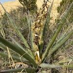 Yucca baccata Flor