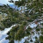 Pinus flexilis Листок