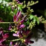 Wisteriopsis reticulata Flor