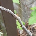 Asimina triloba Leaf