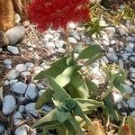 Crassula perfoliata Flor