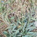 Anchusa iranica Habit