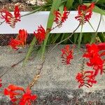 Crocosmia paniculata Flower