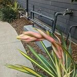 Beschorneria yuccoides 果実