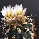 Sclerocactus parviflorus Habit