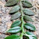 Angraecum angustipetalum Хабит