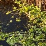 Hydrocotyle ranunculoides Fuelha