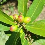 Acokanthera oblongifolia Φρούτο