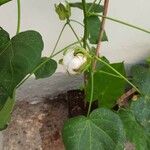 Gossypium herbaceum Mbuma