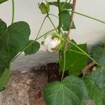 Gossypium herbaceum Hedelmä