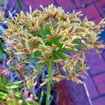 Cyperus prolifer Flower