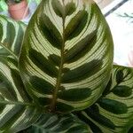 Goeppertia makoyana Leaf