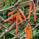 Rhododendron luteum Blatt