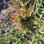 Galactites duriaei Fula