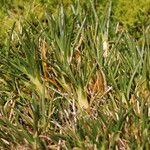 Oxychloe andina Habit