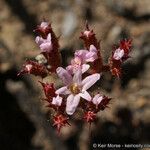 Chorizanthe staticoides Květ