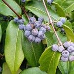 Lonicera acuminata Fruit