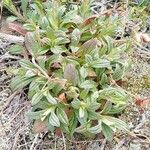 Tuberaria lignosa Blatt