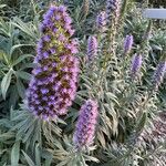 Echium candicansFlor