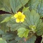 Geum urbanumമറ്റ്