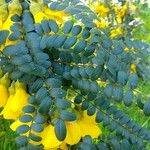 Sophora microphylla Hoja