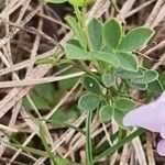 Chamaecytisus purpureus Leaf