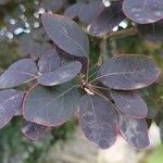 Cotinus coggygriaFoglia