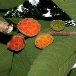 Castilla elastica Fruchs
