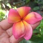 Plumeria rubraFleur